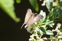 Marpesia merops