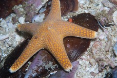 Callopatiria formosa