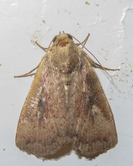 Condicinae