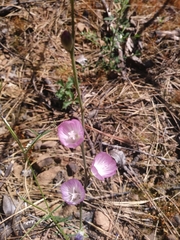 Sidalcea asprella asprella