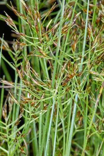 Rhynchospora tenuis