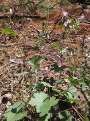 Sidalcea asprella asprella