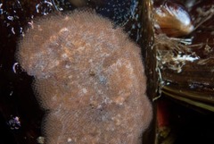 Watersipora subtorquata