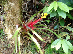 Guzmania zahnii