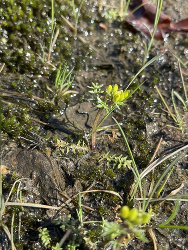 Image of Golden Selenia (Selenia aurea) by (c) Brandon Corder, some rights reserved (CC BY)