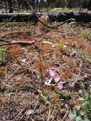 Sidalcea asprella asprella