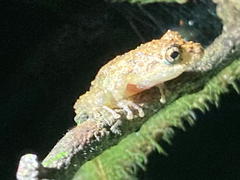 Pristimantis cruentus