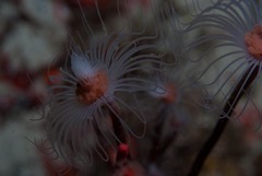 Tubulariidae