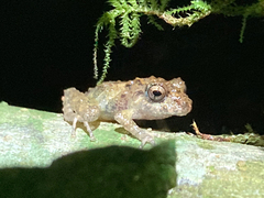 Pristimantis cruentus