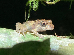 Pristimantis cruentus