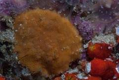 Watersipora cucullata