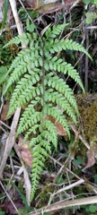 Athyrium tripinnatum