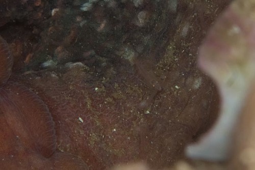 Heteromysis octopodis