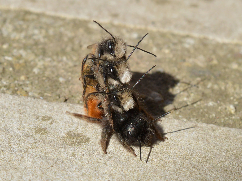 European Orchard Bee