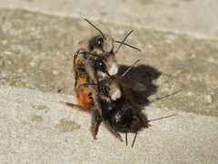 European Orchard Bee