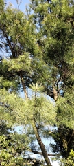 Pinus armandi mastersiana