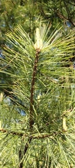 Pinus armandi mastersiana