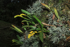 Brassia andina