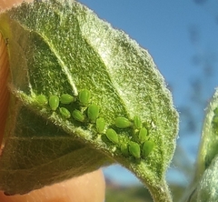 Aphis pomi