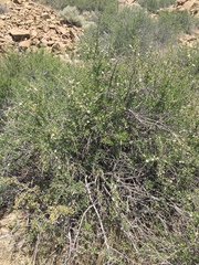 Peraphyllum ramosissimum