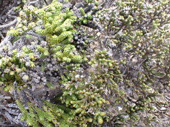 Helichrysum parvifolium