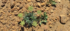 Lomatium dasycarpum dasycarpum