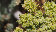 Lomatium dasycarpum dasycarpum