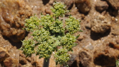 Lomatium dasycarpum dasycarpum