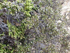 Helichrysum parvifolium