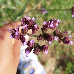 Verbena bonariensis