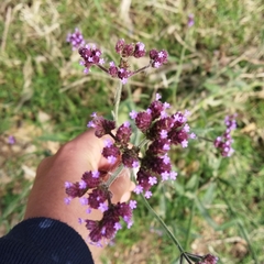 Verbena bonariensis