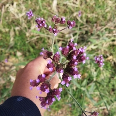 Verbena bonariensis
