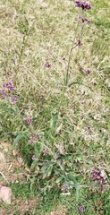Verbena bonariensis
