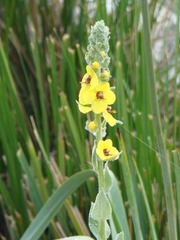 Verbascum boerhavii