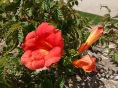 Campsis × tagliabuana