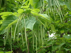 Catalpa bignonioides