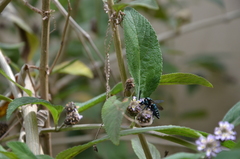 Thalestria spinosa
