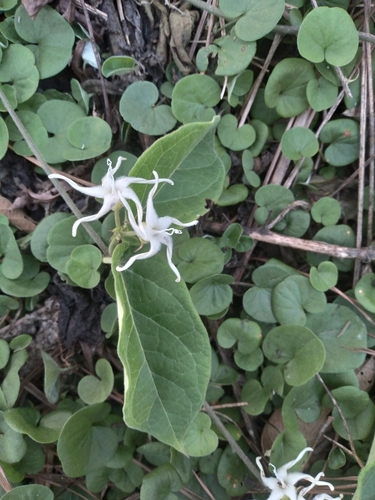 Oxypetalum dombeyanum, 2022-04-05