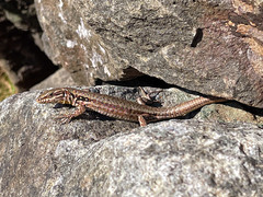 Podarcis muralis