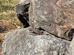 Podarcis muralis