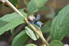 Thalestria spinosa