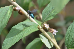 Thalestria spinosa
