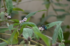 Thalestria spinosa