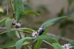 Thalestria spinosa