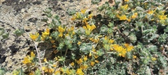 Acmispon argophyllus argophyllus