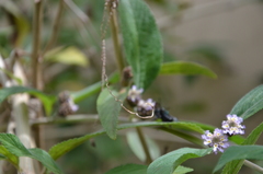 Thalestria spinosa
