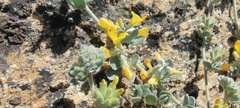 Acmispon argophyllus argophyllus