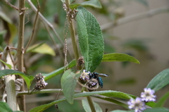 Thalestria spinosa