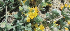 Acmispon argophyllus argophyllus