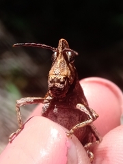 Tropidostethus angusticollis